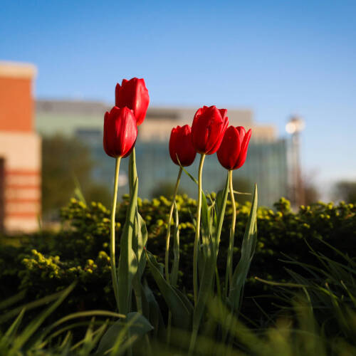 A bunch of 5 red tulips sit outside of Henry Hall in the sun - Valley Campus.